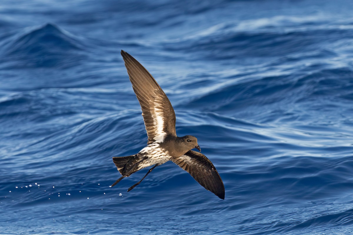 New Caledonian Storm-Petrel - ML634710650