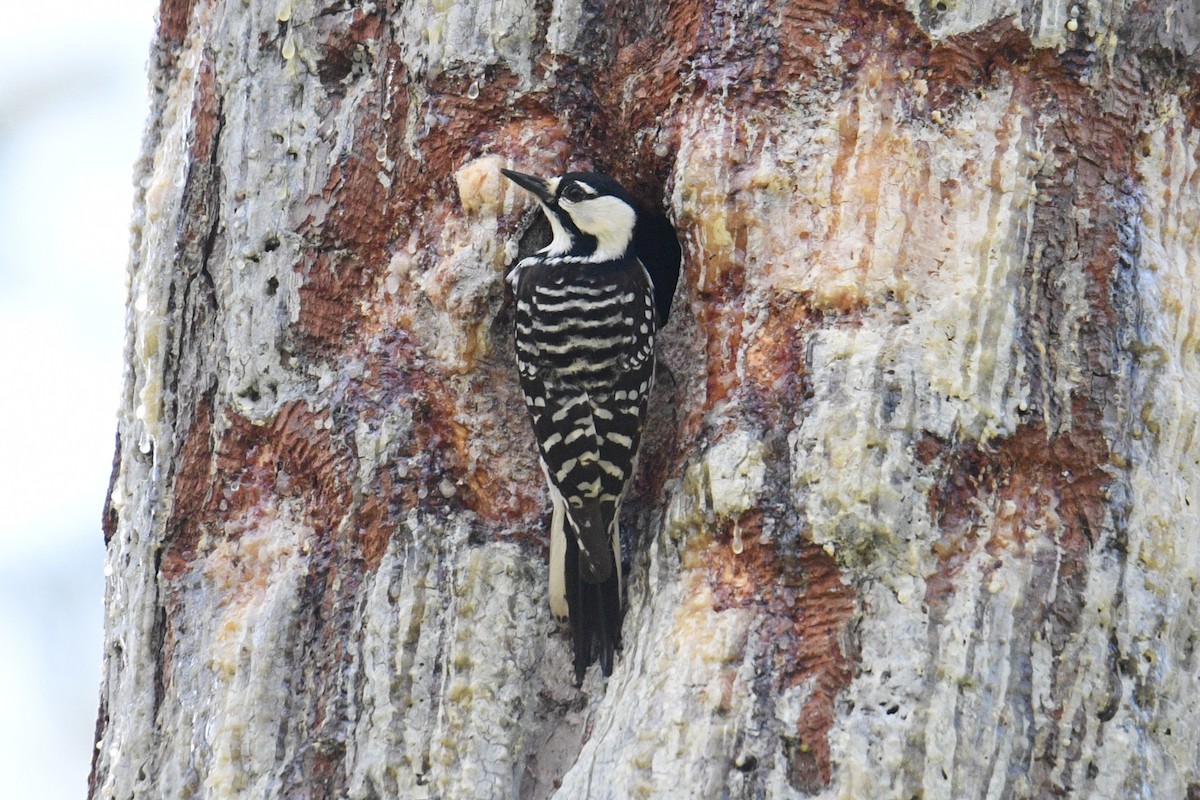 Red-cockaded Woodpecker - Kevin Roback
