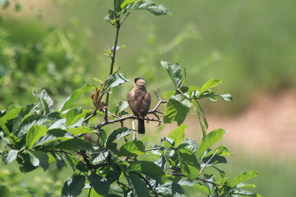 Black-capped Social-Weaver - ML634710753