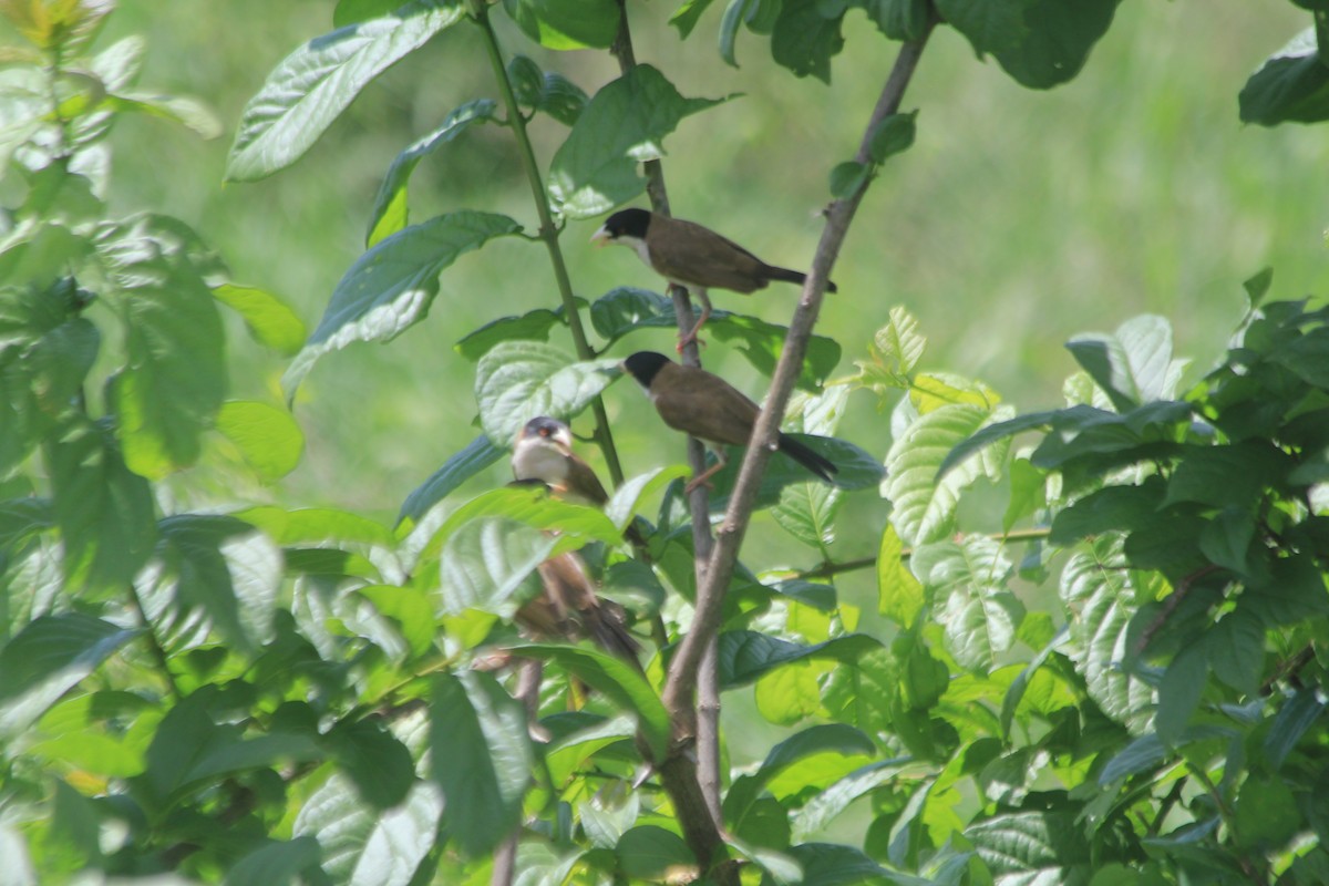 Black-capped Social-Weaver - ML634710755