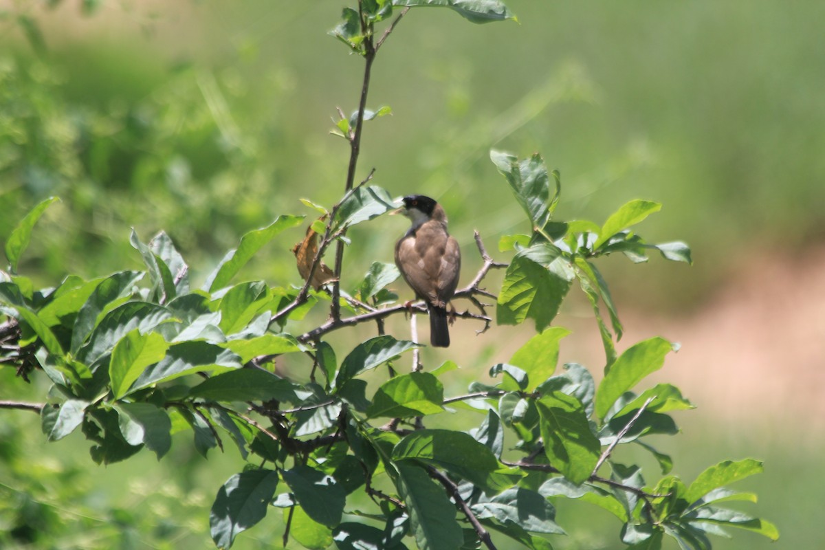 Black-capped Social-Weaver - ML634710756