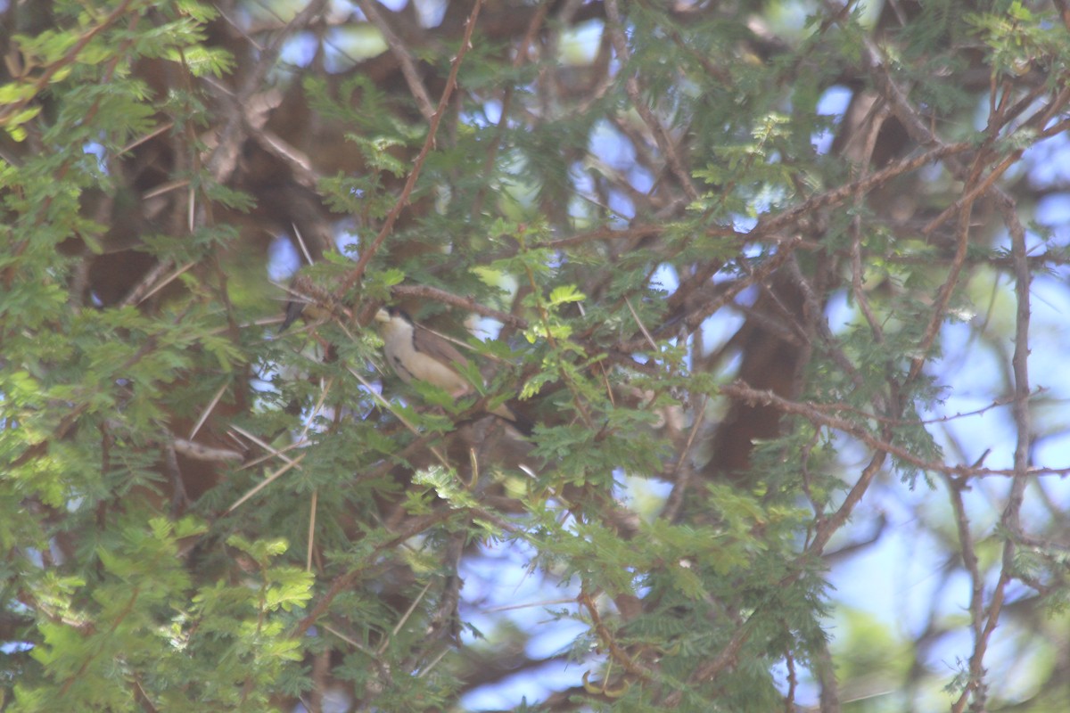 Black-capped Social-Weaver - ML634710757