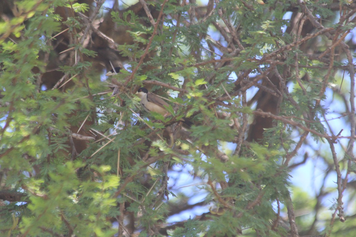 Black-capped Social-Weaver - ML634710758
