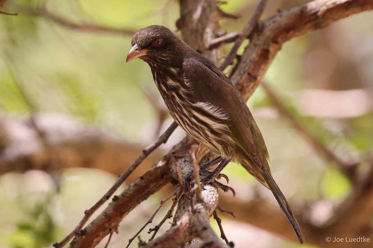 Palmchat - ML634710811