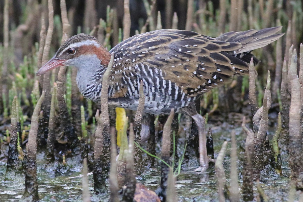 Buff-banded Rail - ML634710813