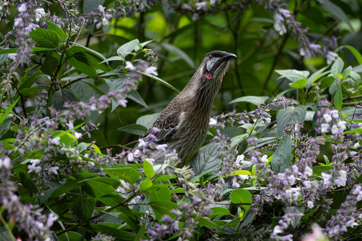 Red Wattlebird - ML634710921