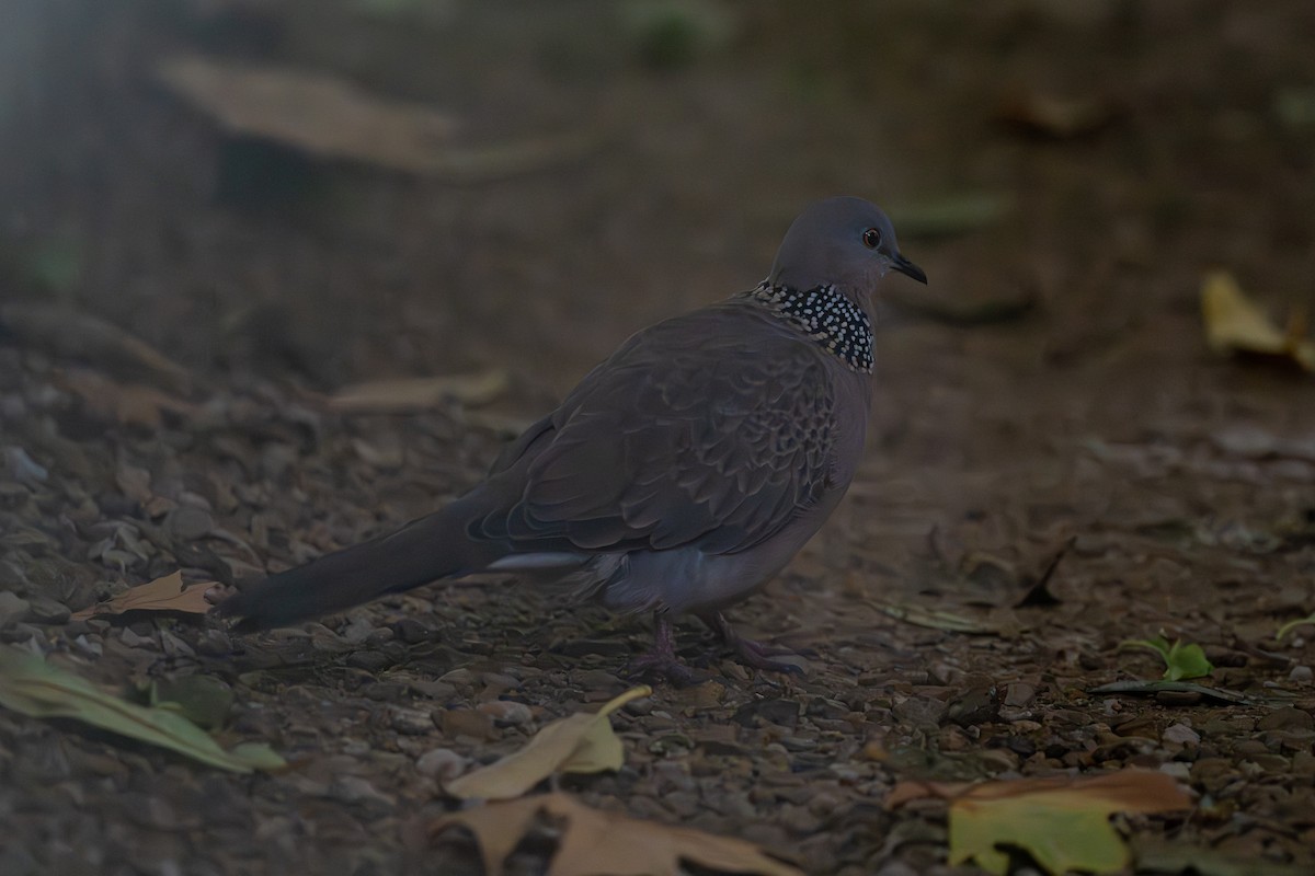 Spotted Dove - ML634710925