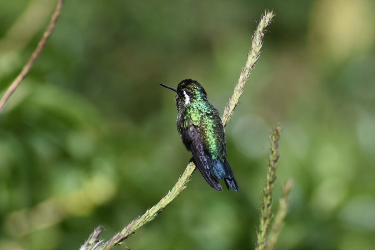 Purple-throated Mountain-gem - ML634711041