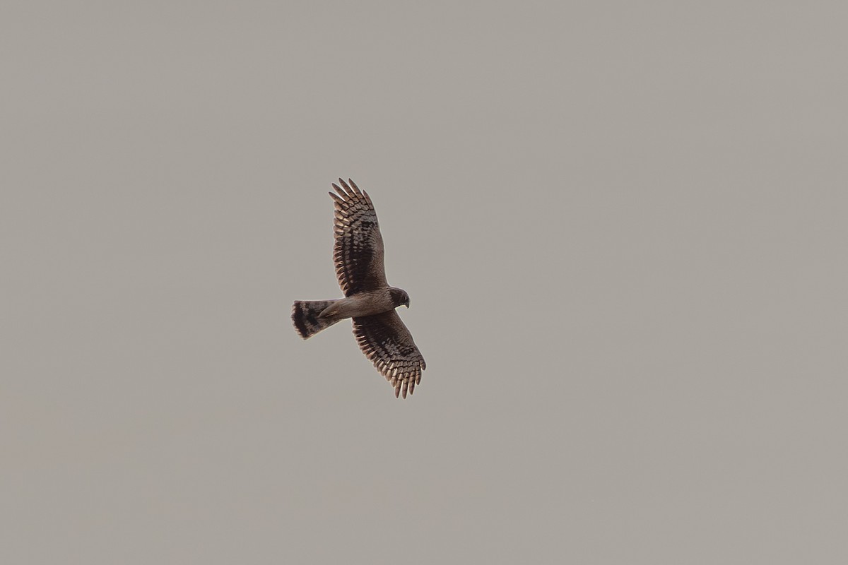 Northern Harrier - ML634711261