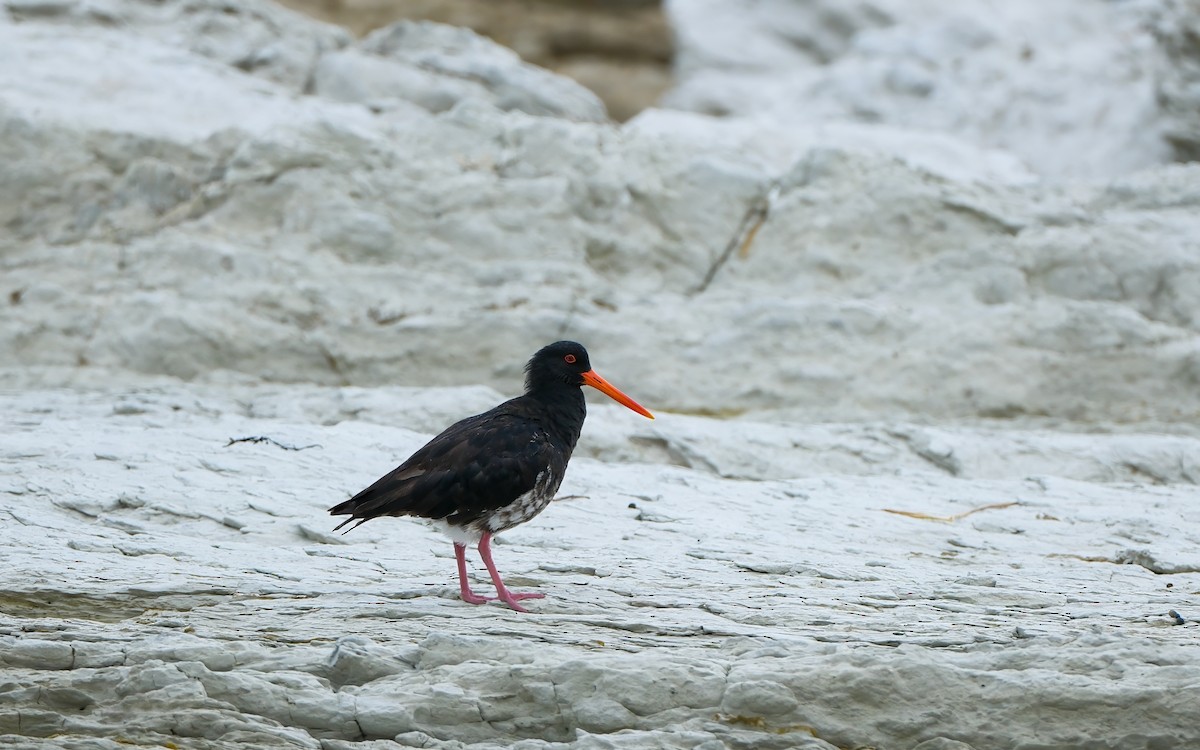 Variable Oystercatcher - ML634711285