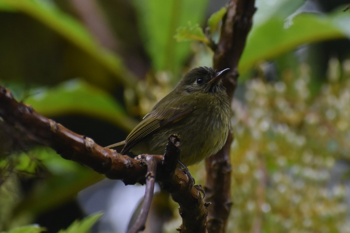 Olive-streaked Flycatcher - ML634711288