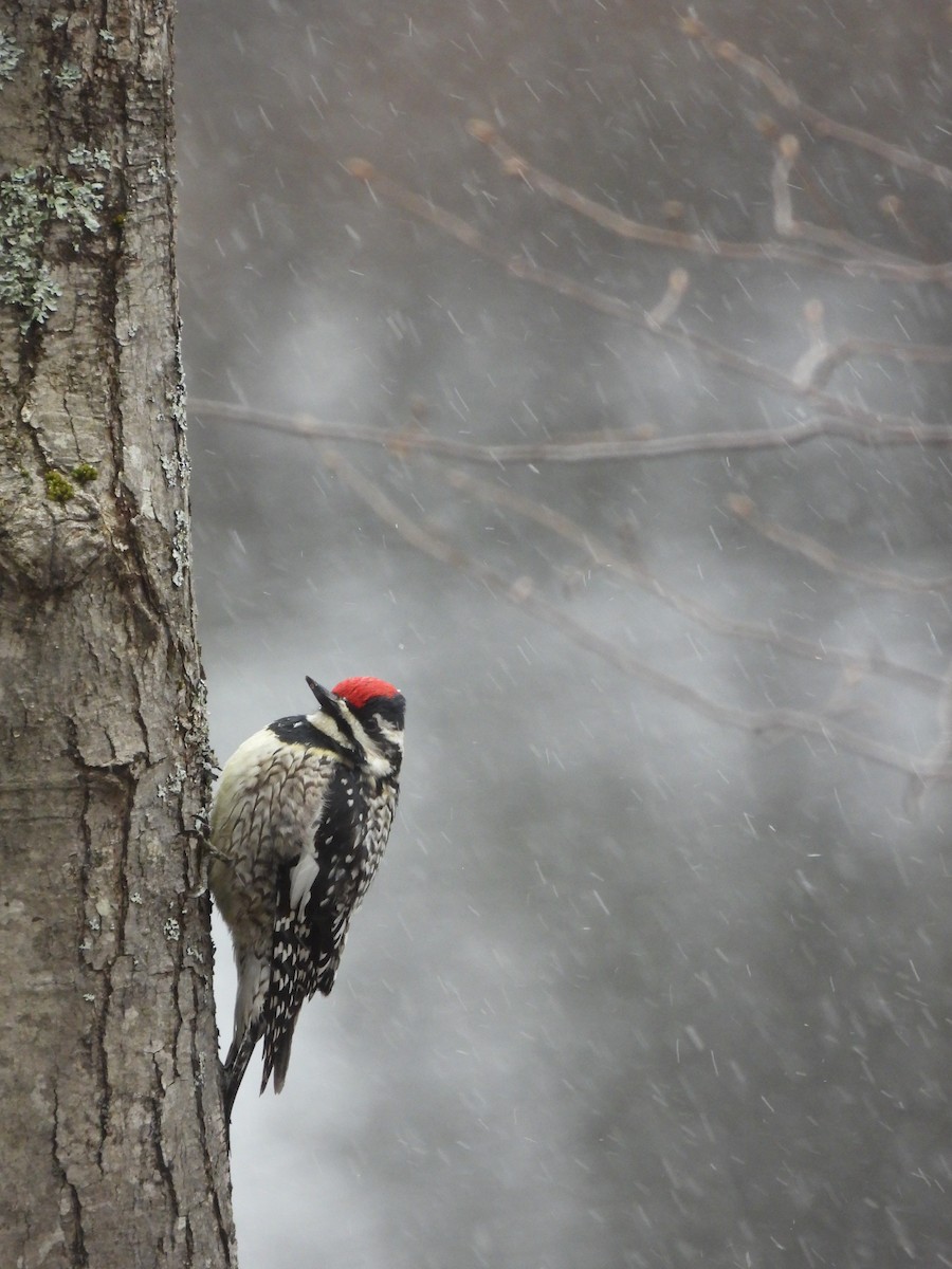 Yellow-bellied Sapsucker - ML634711450
