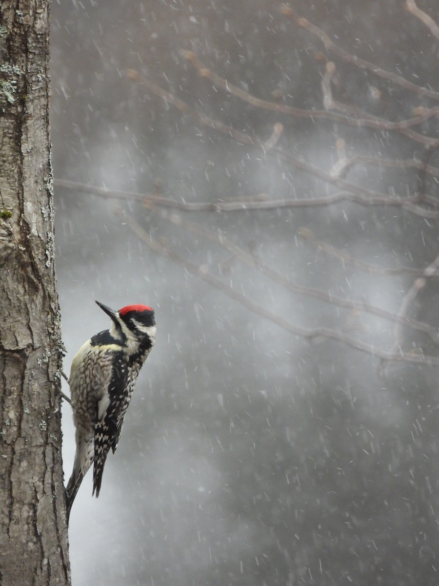Yellow-bellied Sapsucker - ML634711453