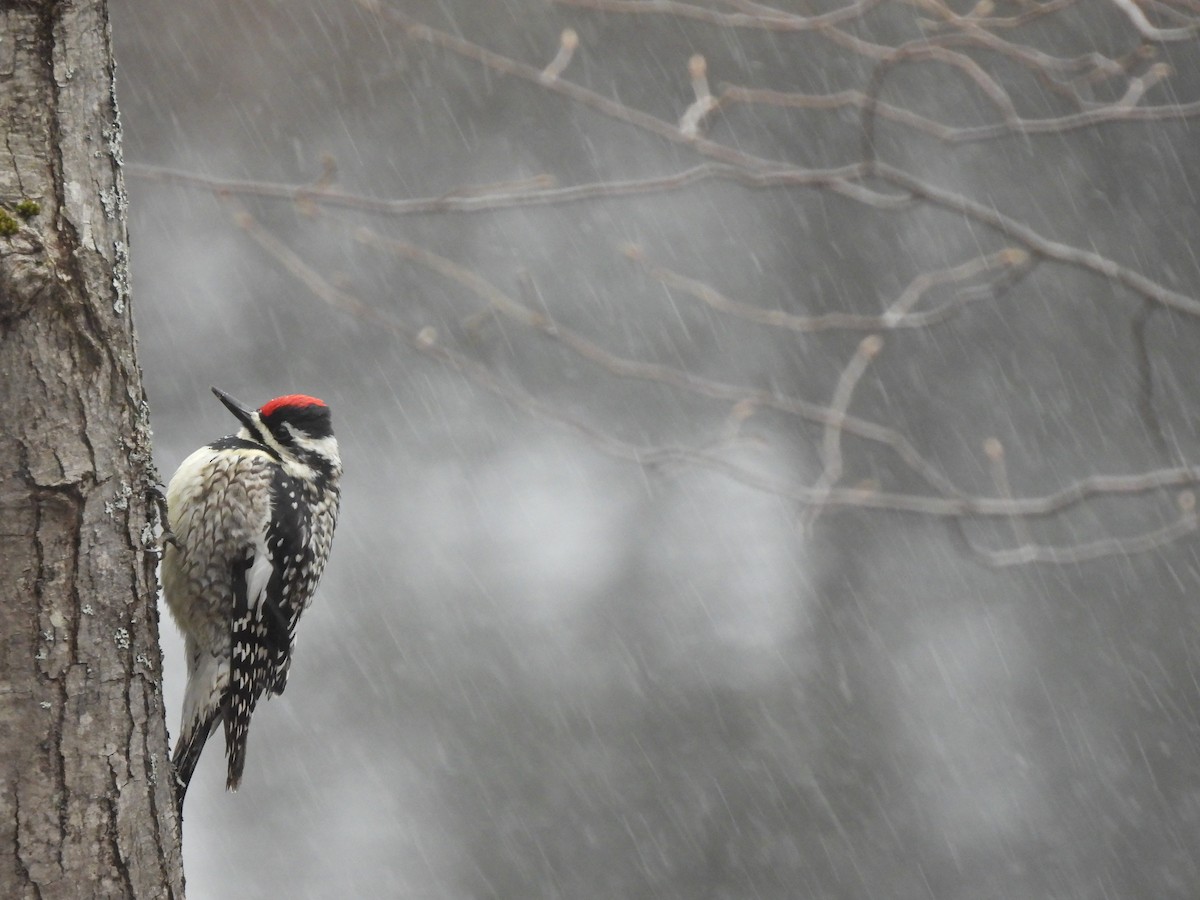 Yellow-bellied Sapsucker - ML634711454