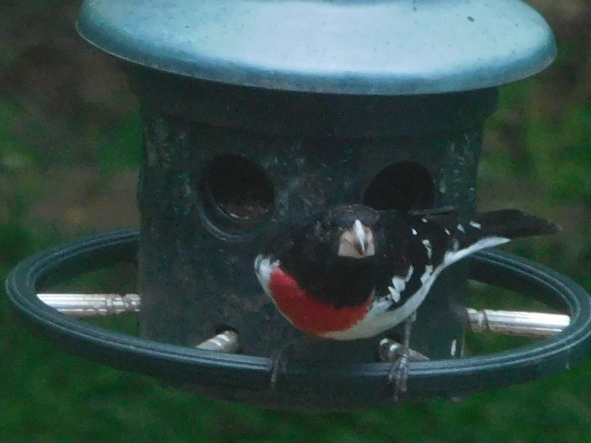 Rose-breasted Grosbeak - ML634711694