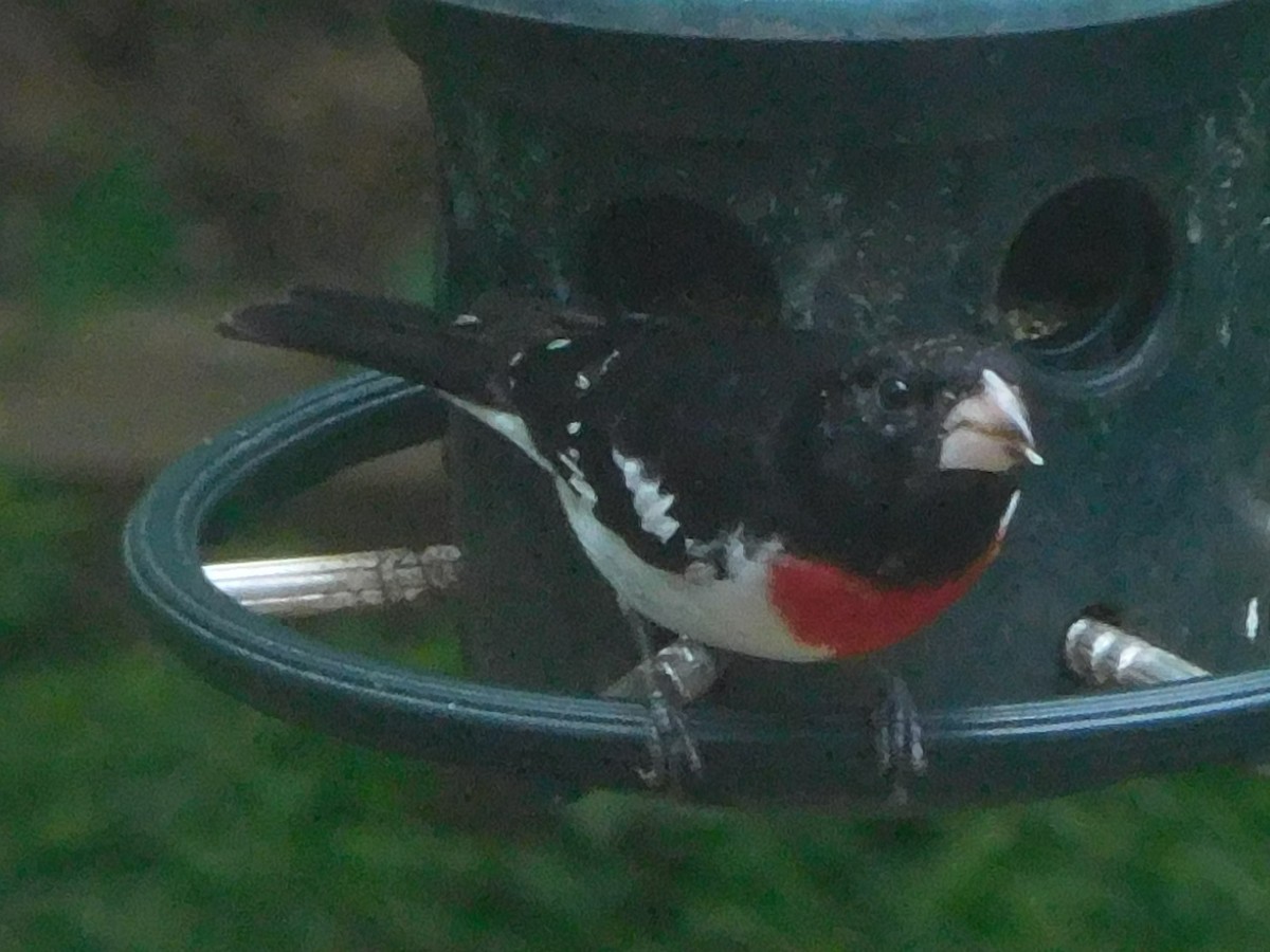 Rose-breasted Grosbeak - ML634711702