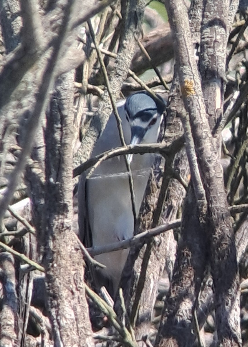 Black-crowned Night Heron - ML634711711