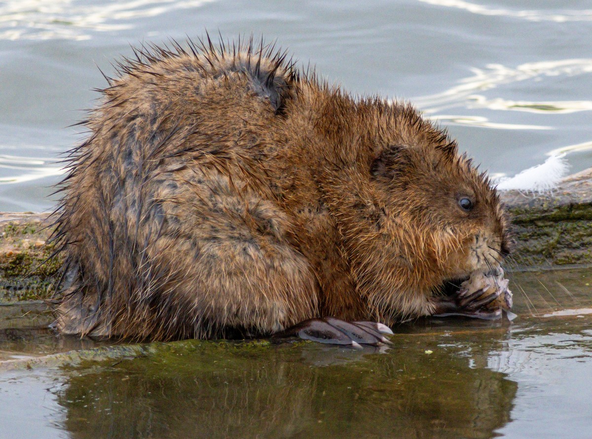 Muskrat - Pete Fenner