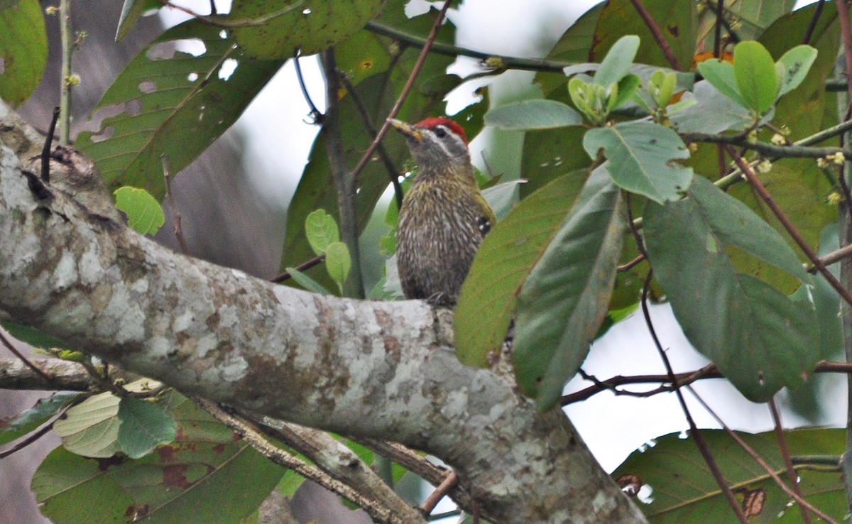 Streak-throated Woodpecker - ML634711983