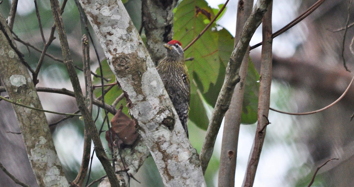 Streak-throated Woodpecker - ML634711984