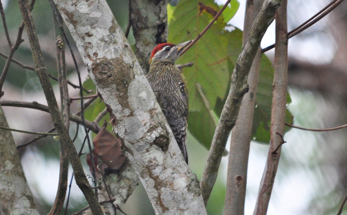 Streak-throated Woodpecker - ML634711985