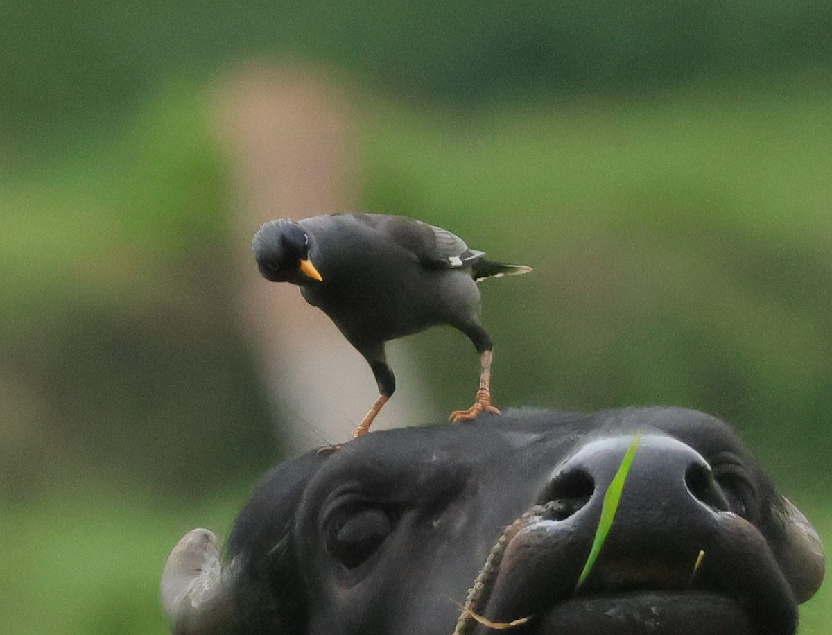 Jungle Myna - ML634712011
