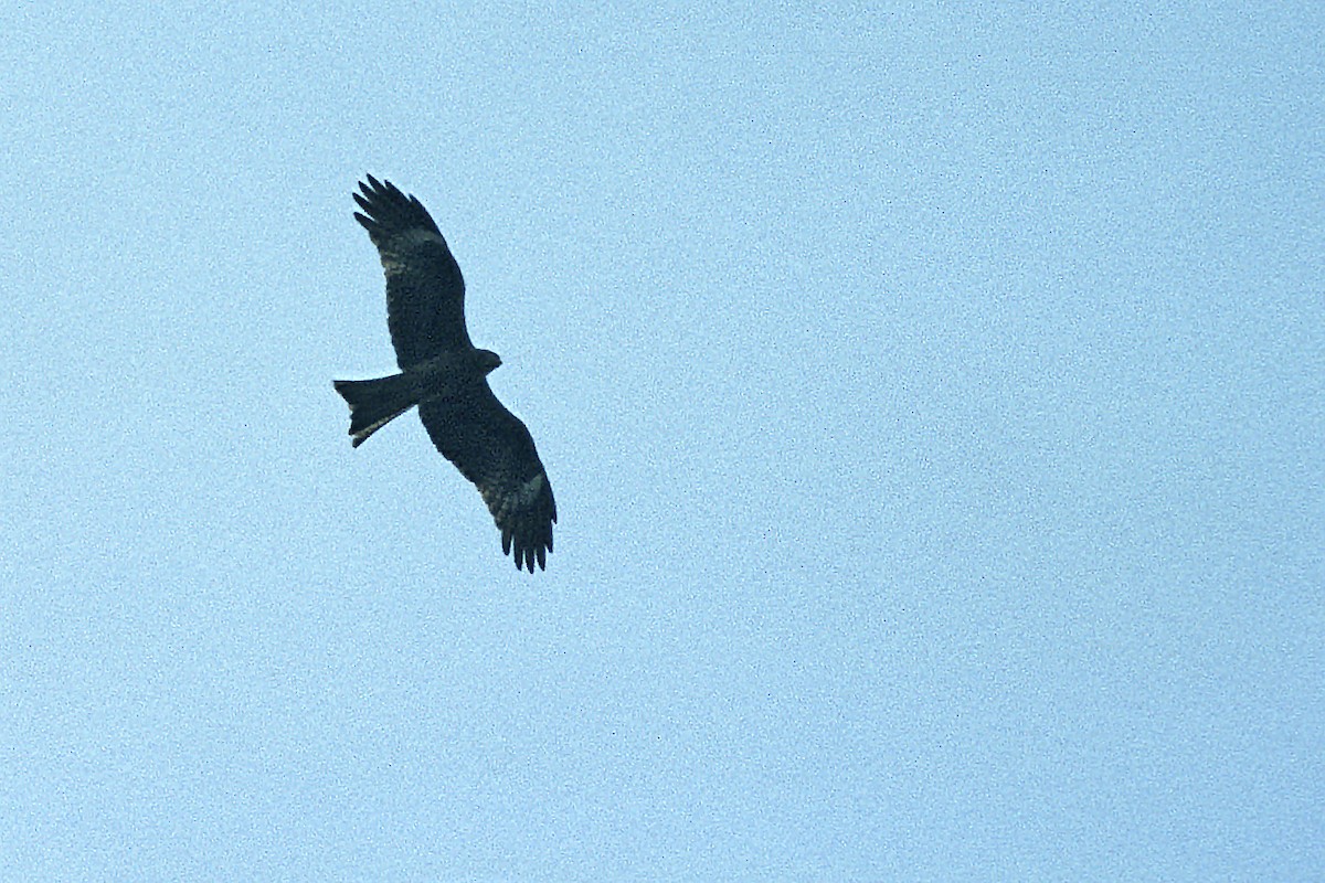 Black Kite - ML634712036