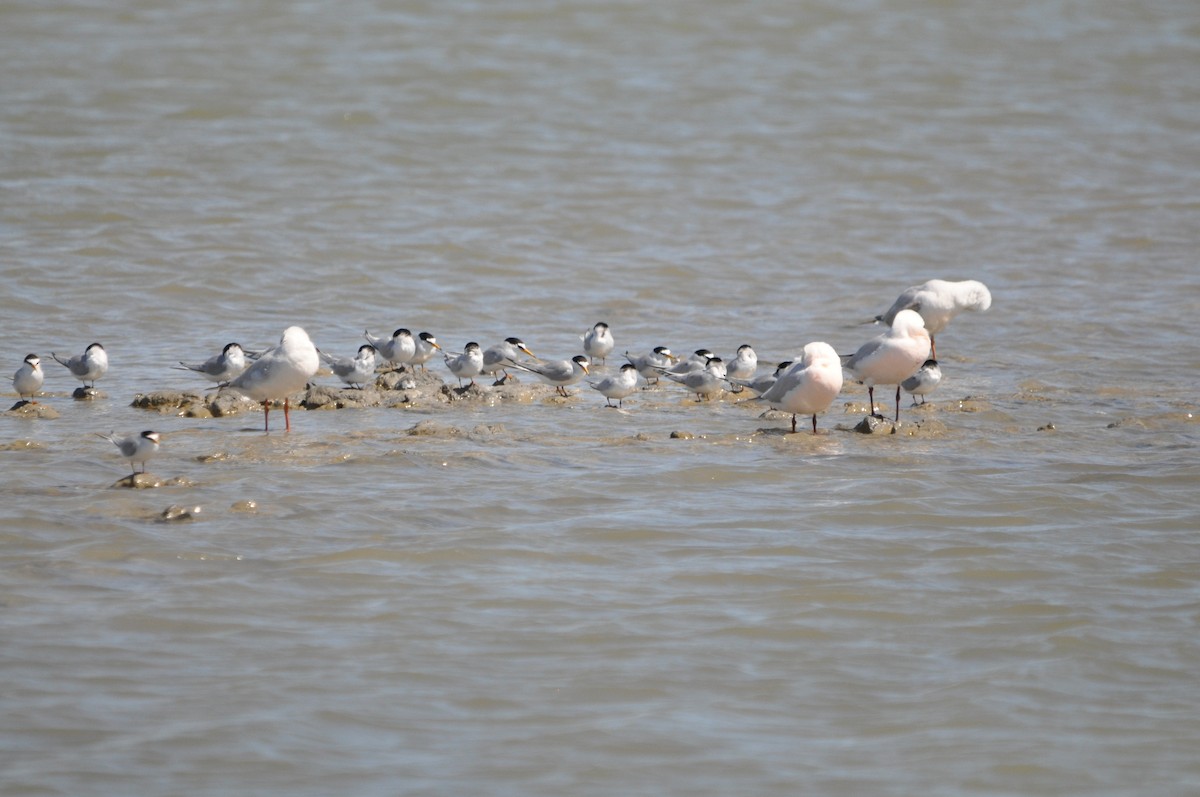Little Tern - ML634712043