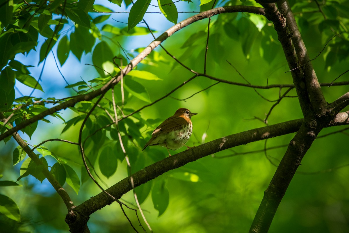 Wood Thrush - ML634712084