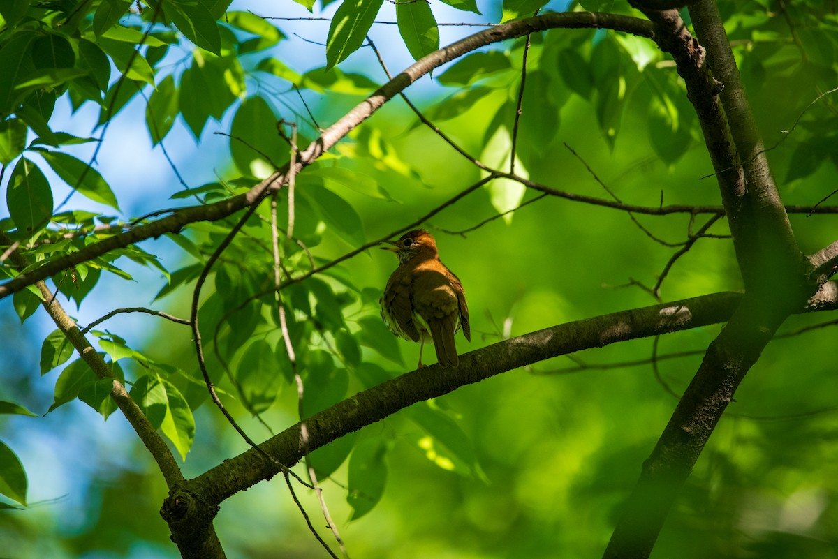 Wood Thrush - ML634712085