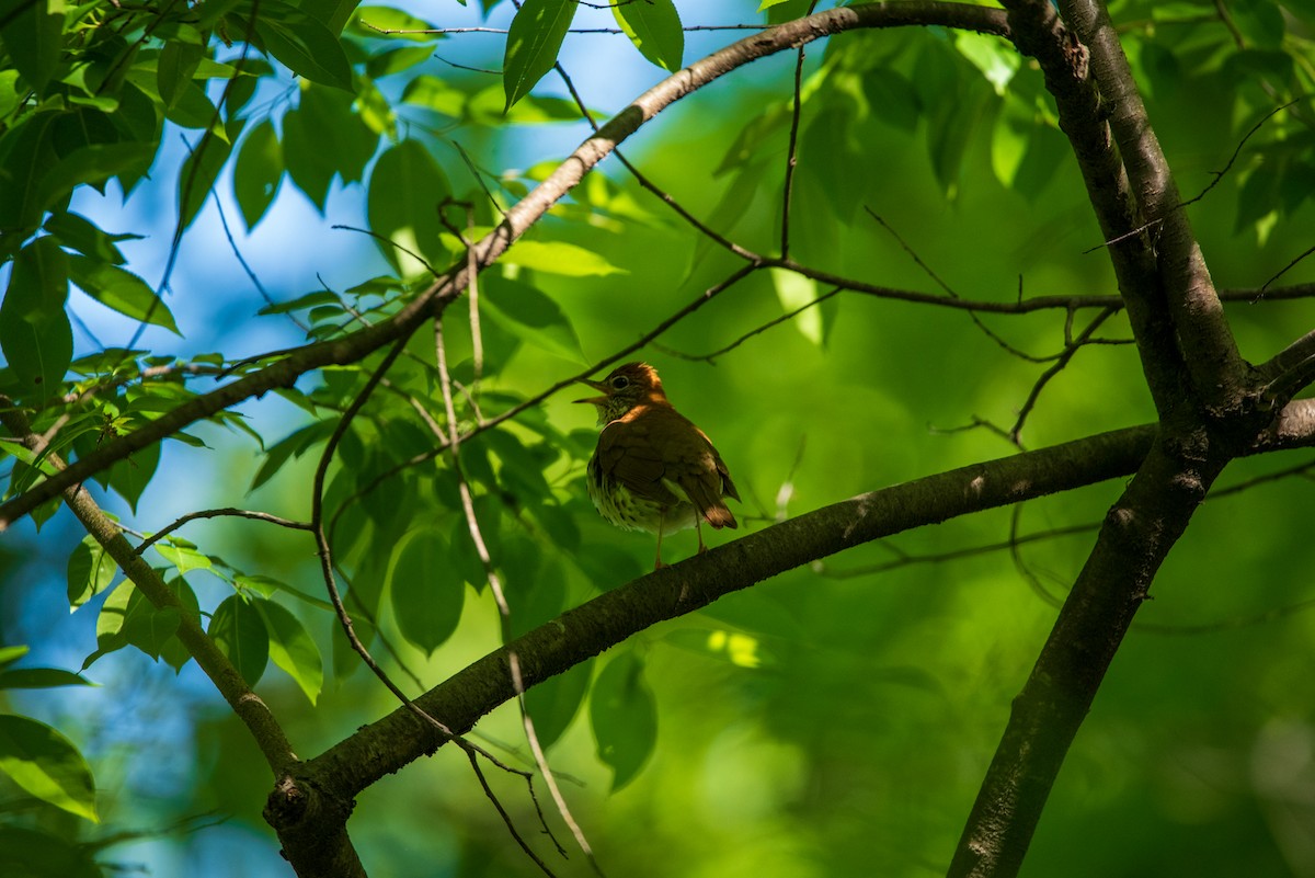 Wood Thrush - ML634712089