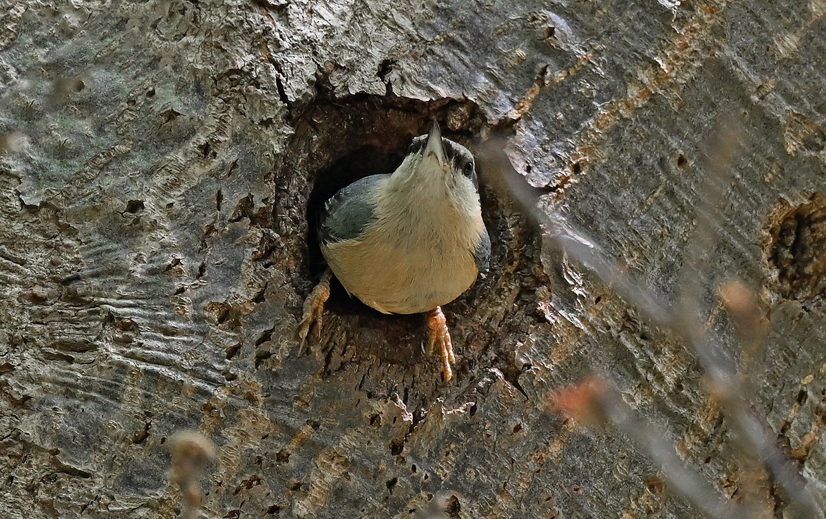 Garrapo eurasiarra - ML634712104