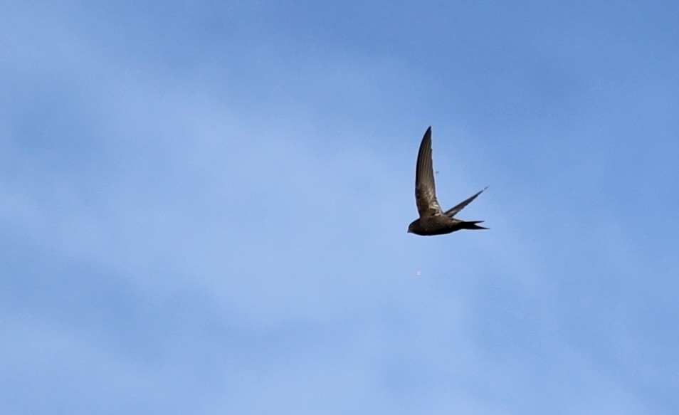 Common Swift - ML634712142