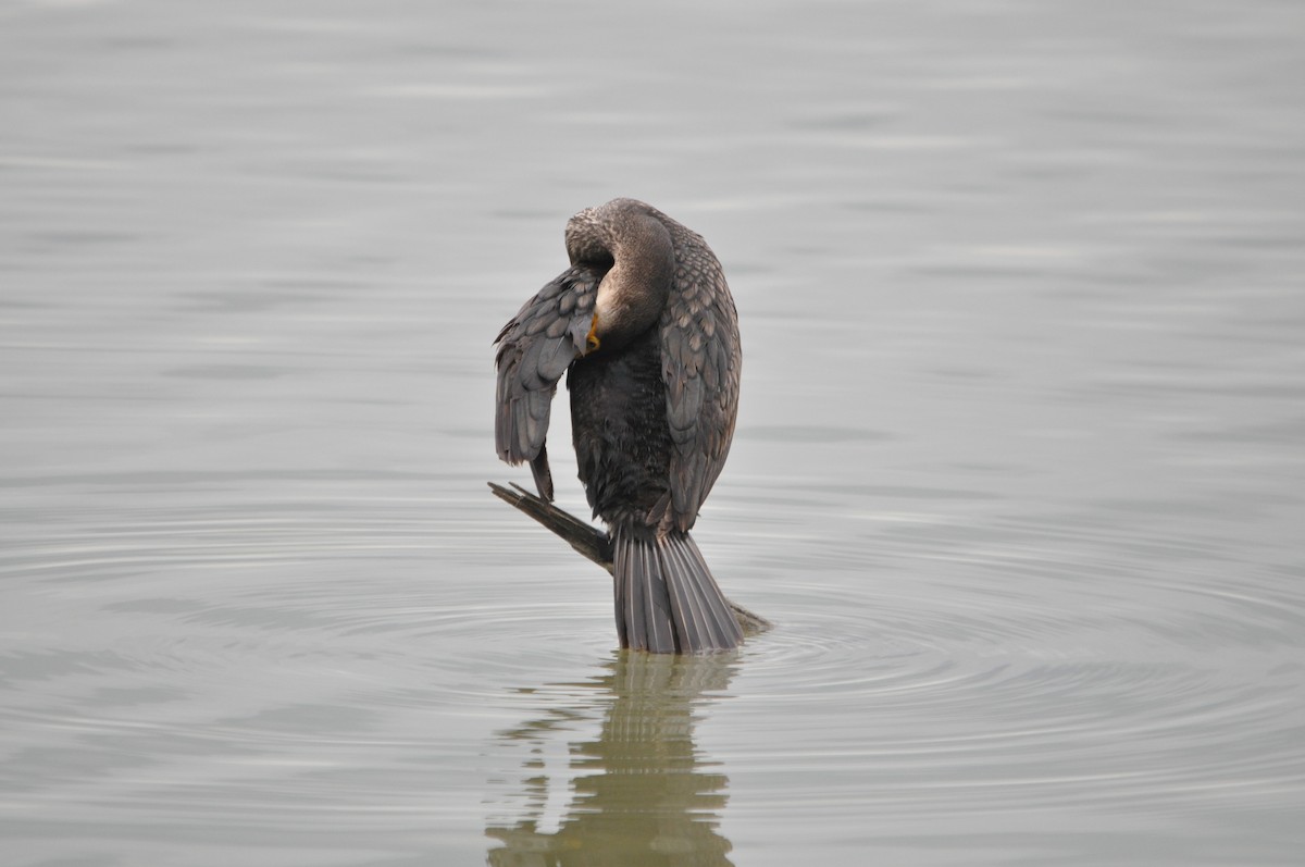 Great Cormorant - ML634712150