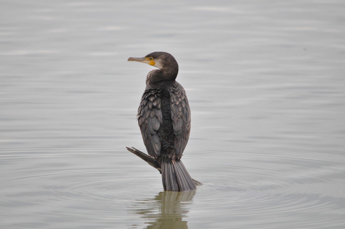 Great Cormorant - ML634712151