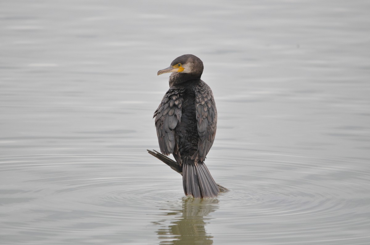 Great Cormorant - ML634712152