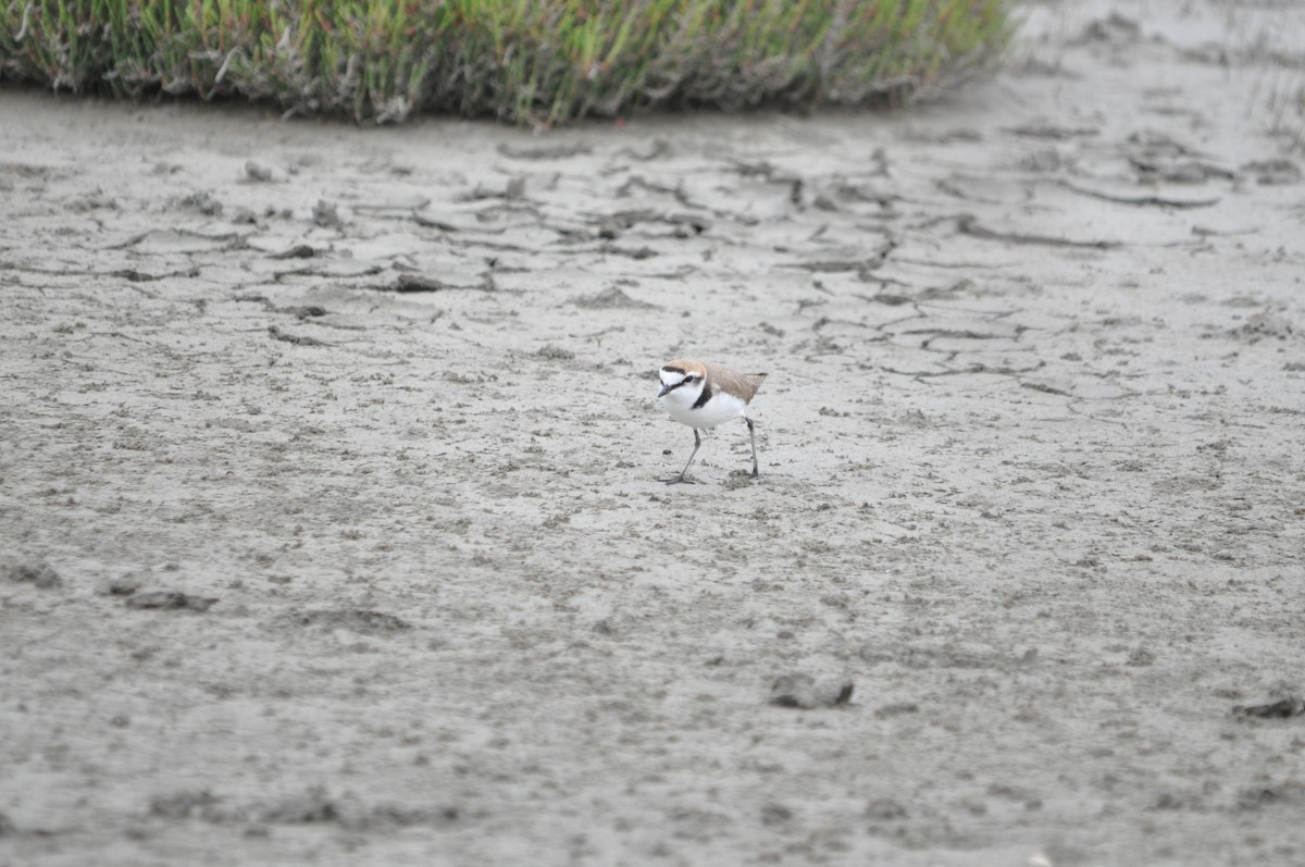 Kentish Plover - ML634712209