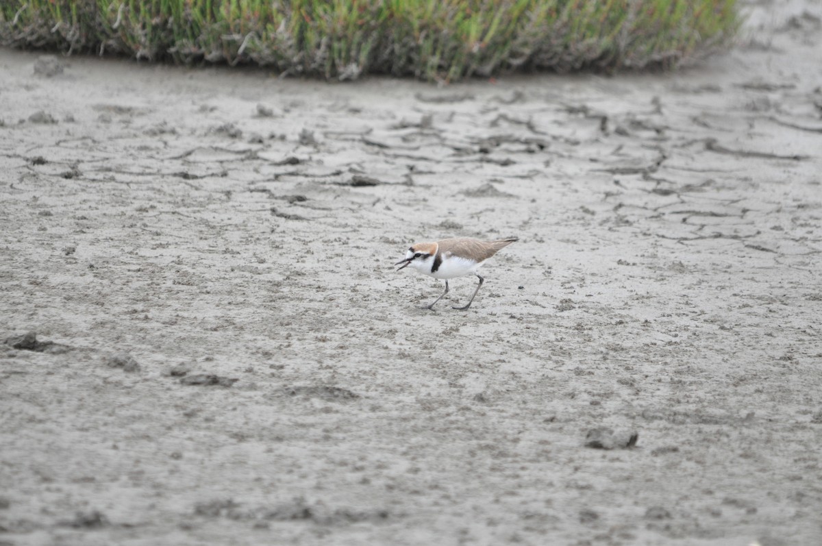 Kentish Plover - ML634712210