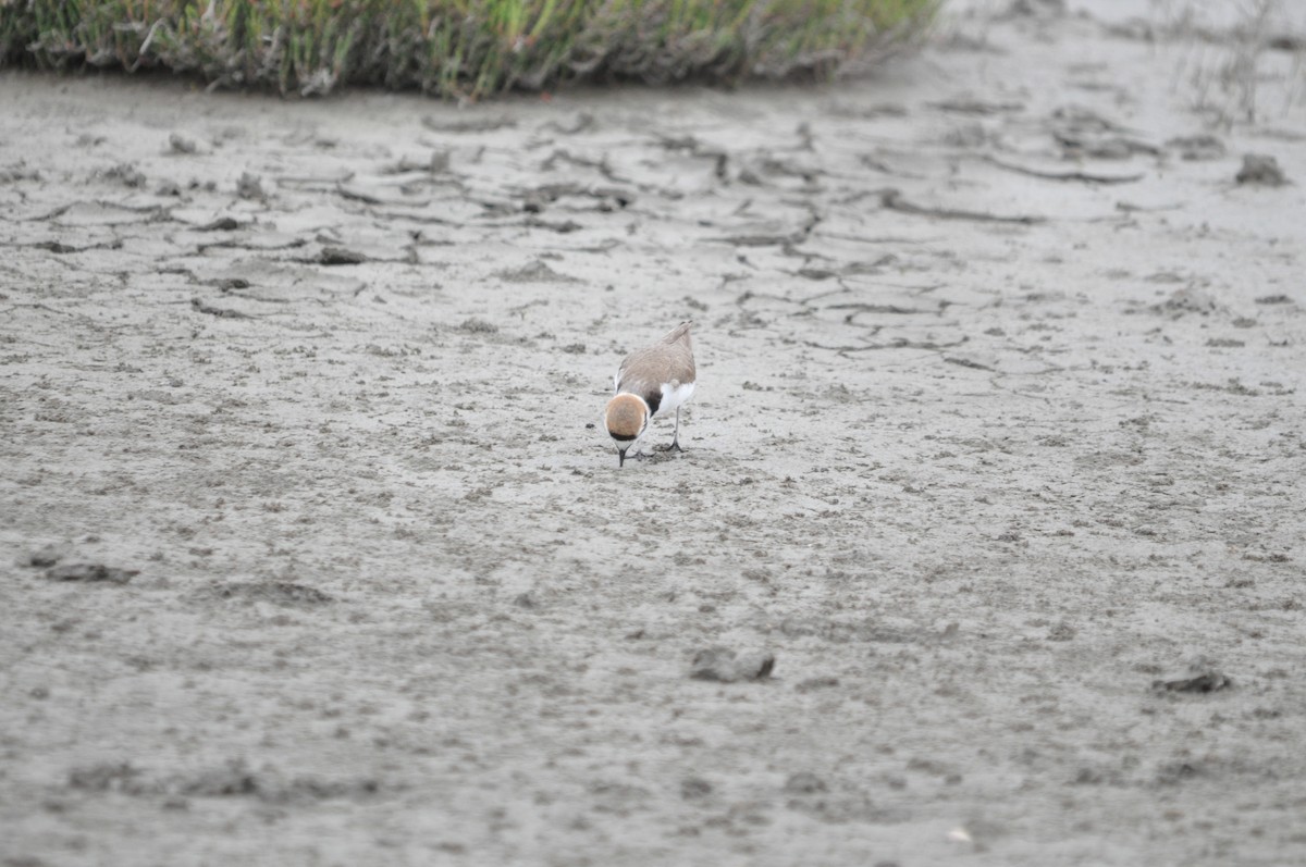 Kentish Plover - ML634712211