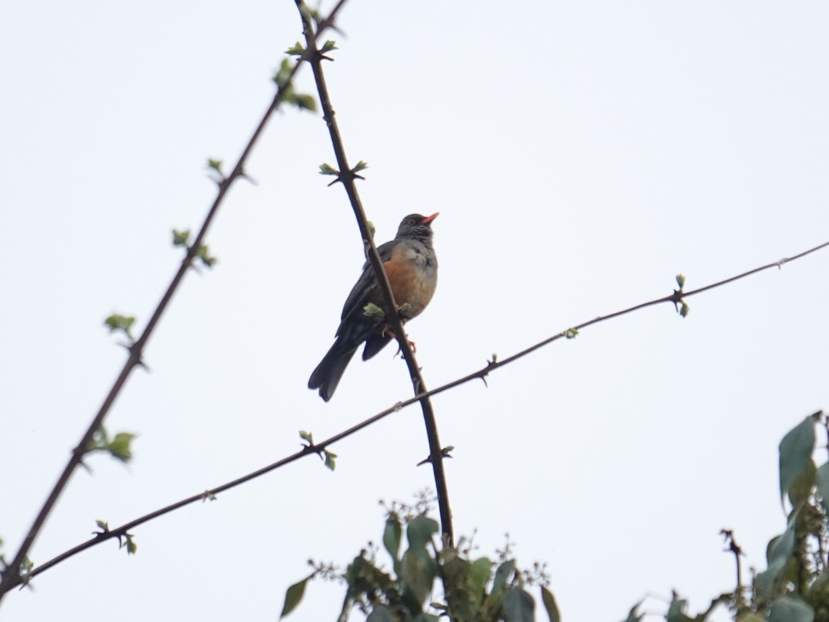 Abyssinian Thrush - ML634712267