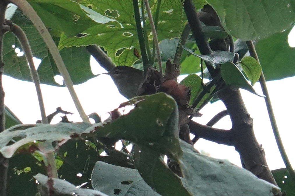 Brown Woodland-Warbler - ML634712359
