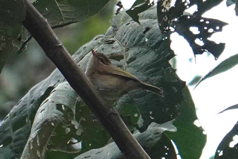 Brown Woodland-Warbler - ML634712360