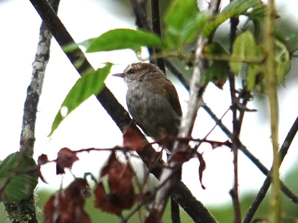 White-browed Crombec - ML634712442