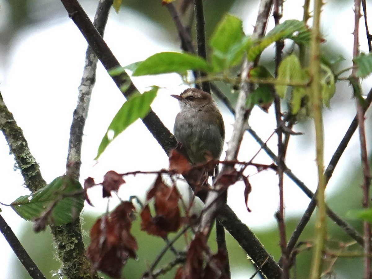 White-browed Crombec - ML634712444