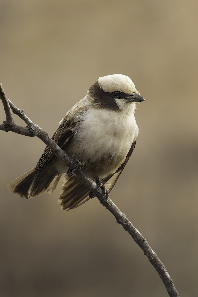White-crowned Shrike - ML634712526