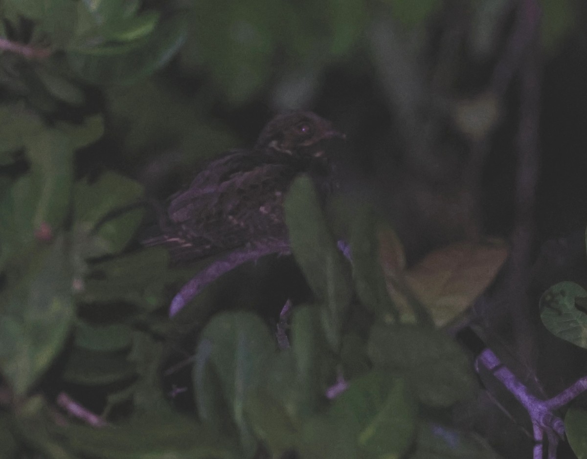 Andaman Nightjar - ML634712541