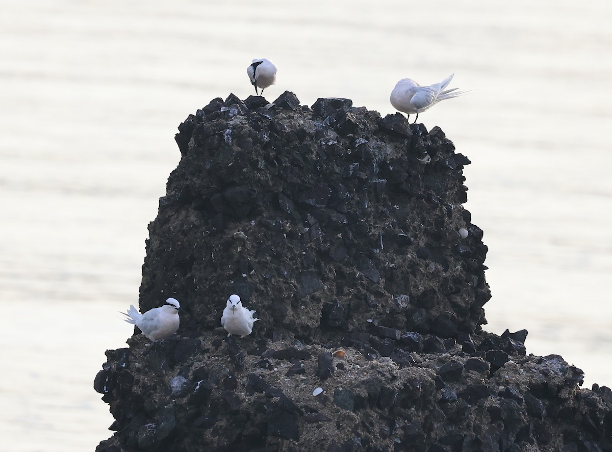 Black-naped Tern - ML634712610