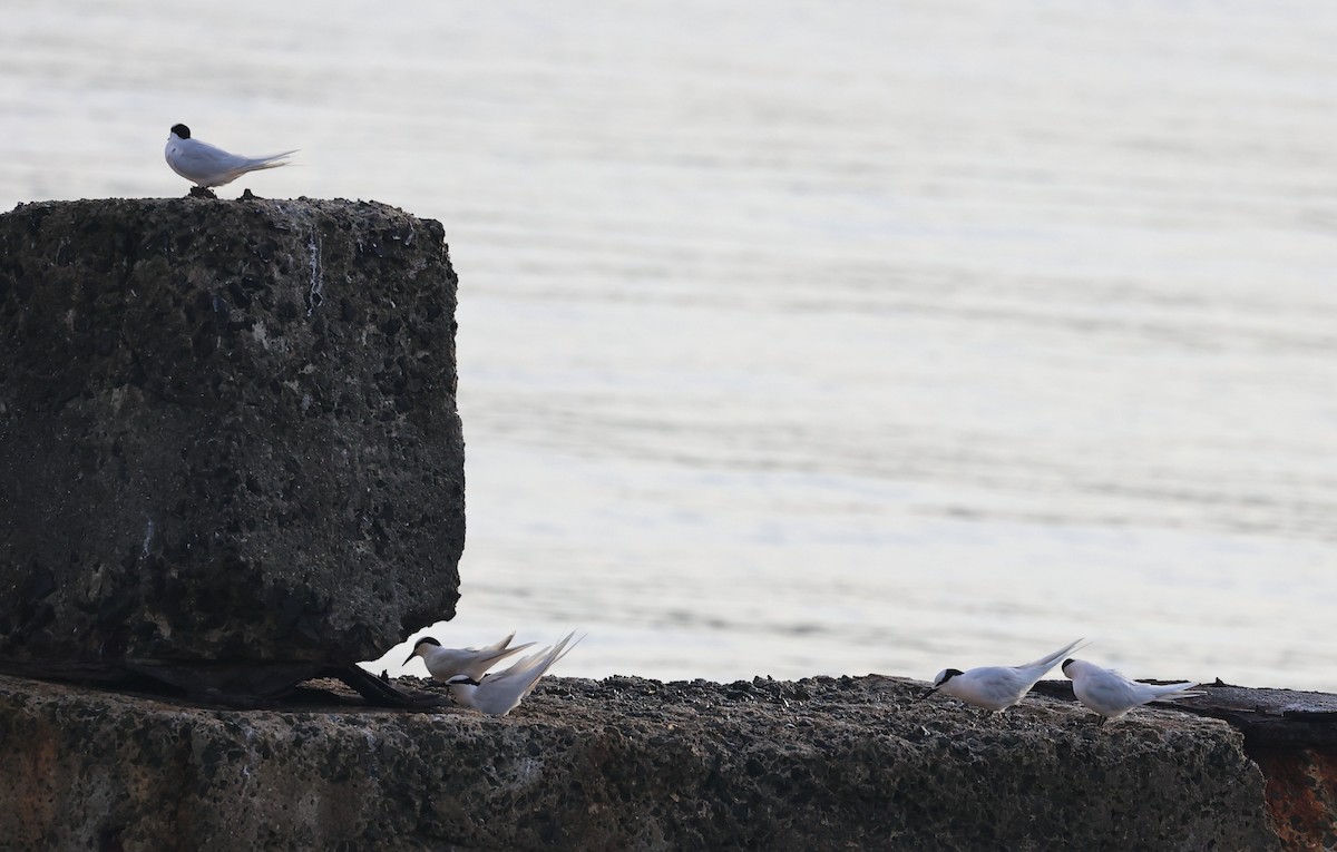Black-naped Tern - ML634712611