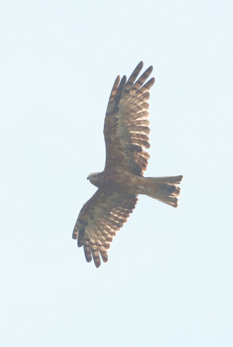 Square-tailed Kite - ML634712720