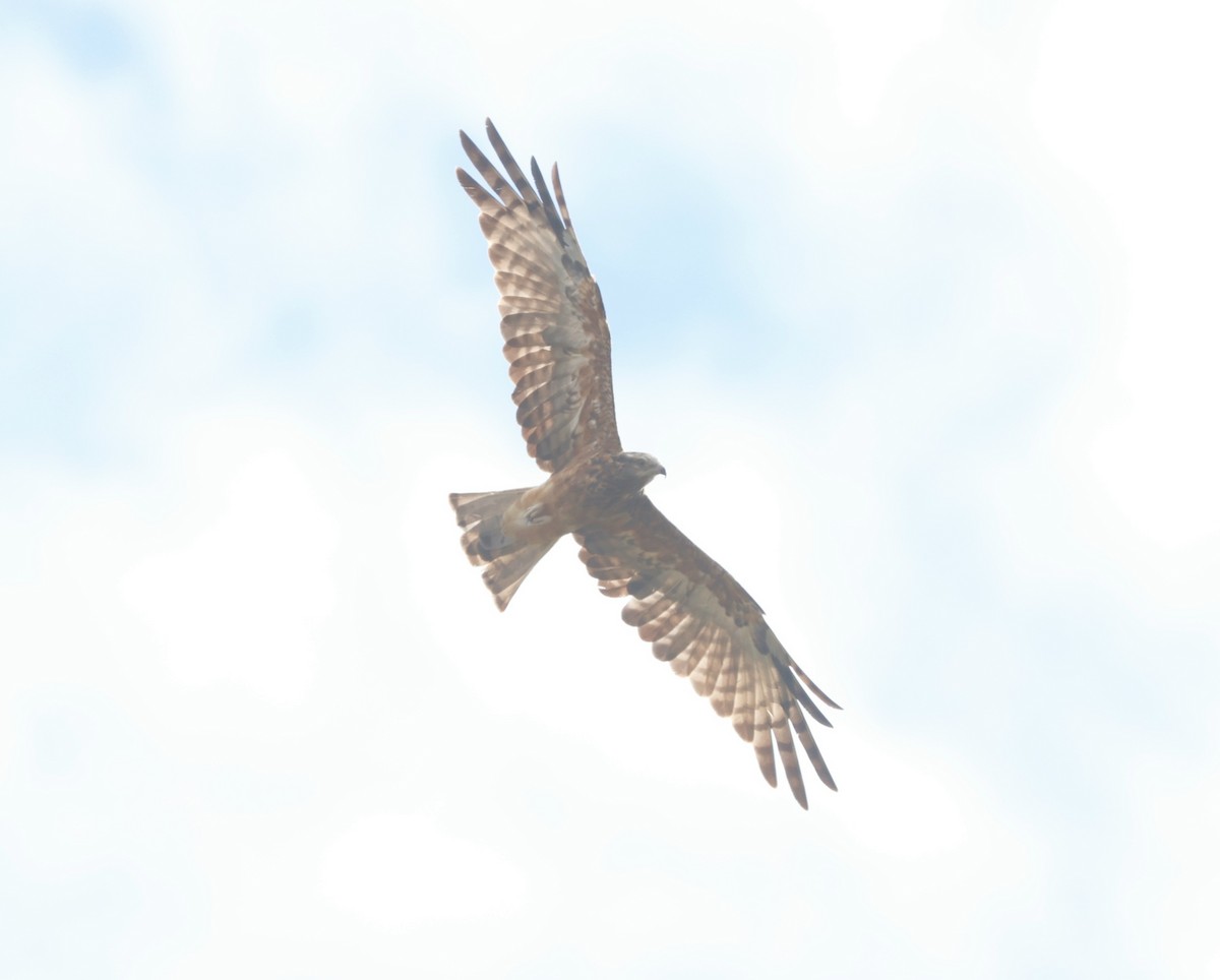 Square-tailed Kite - ML634712721